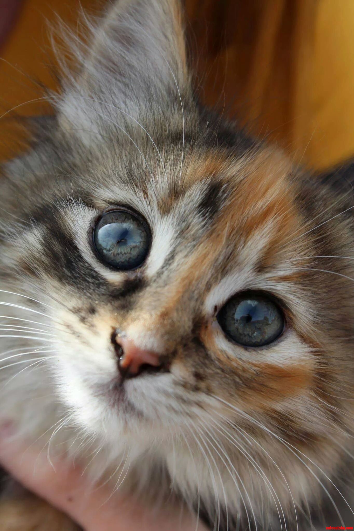 Possibly the Most Photogenic Kitten Ever
