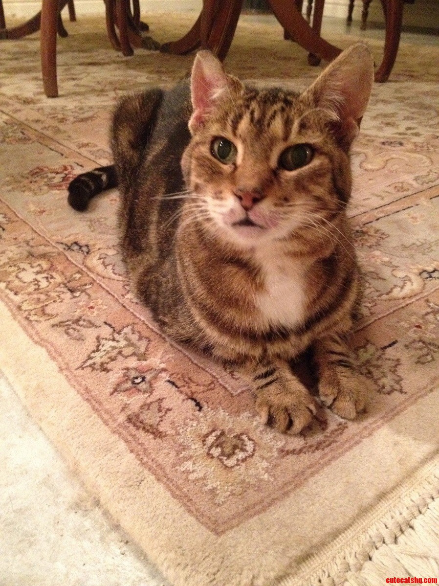 Pretty Pandy-grandmas Gorgeous Cat Pandora.