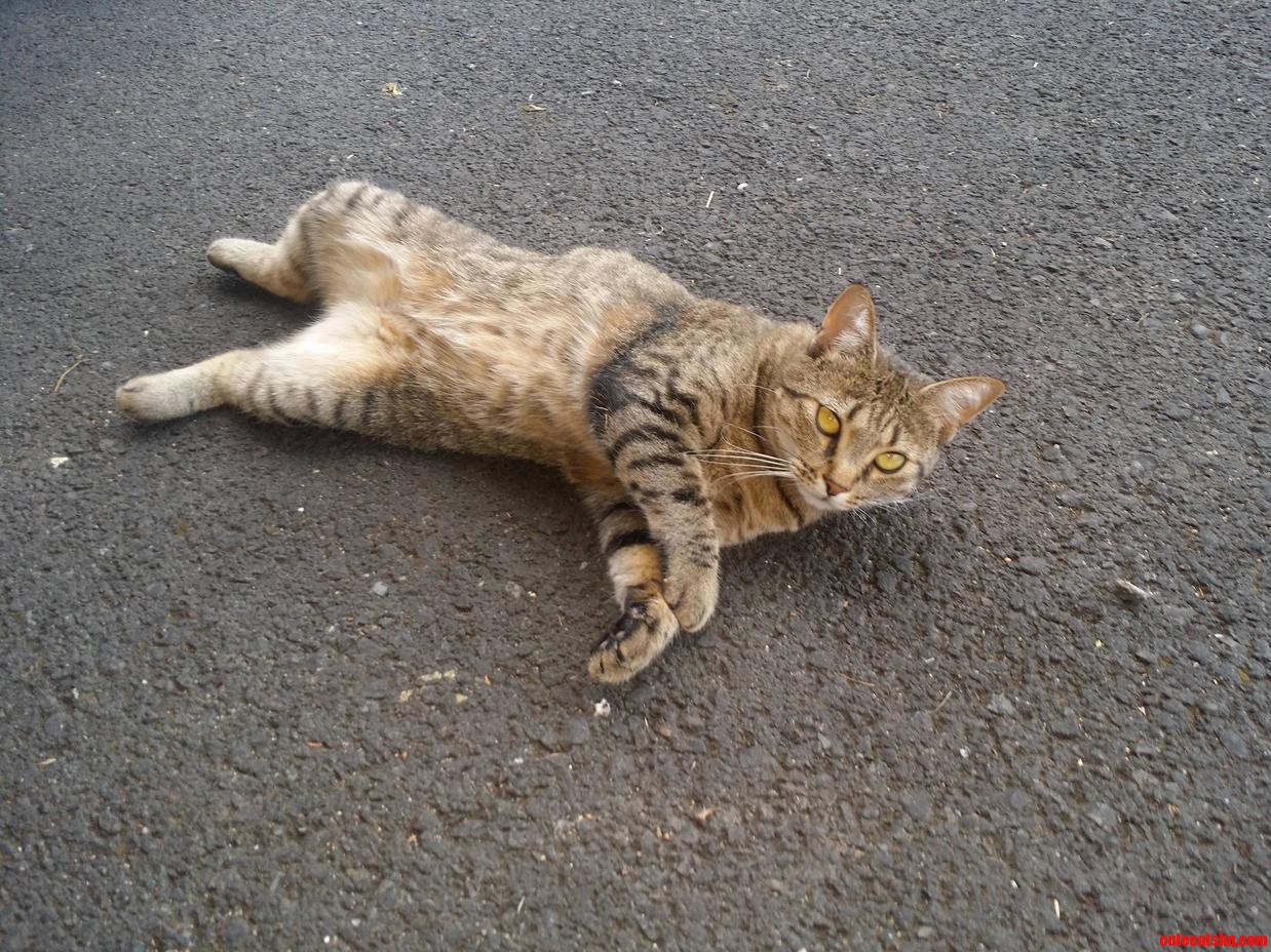 Puma Is Begging for Belly Rubs. I Know Better.