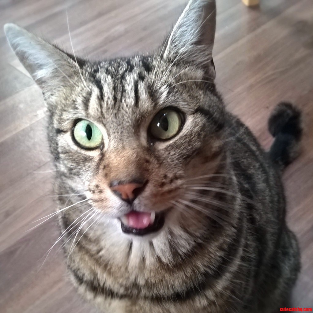 Pyro Meows Constantly but I Dont Mind.