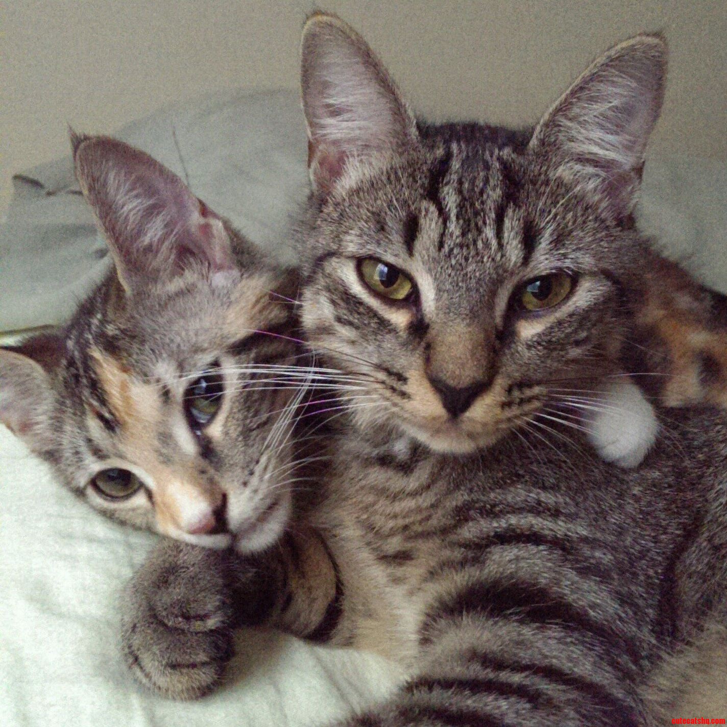 Renly and Cersei.