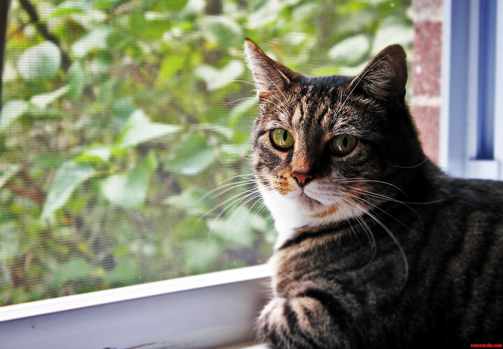 Ribby Kitty