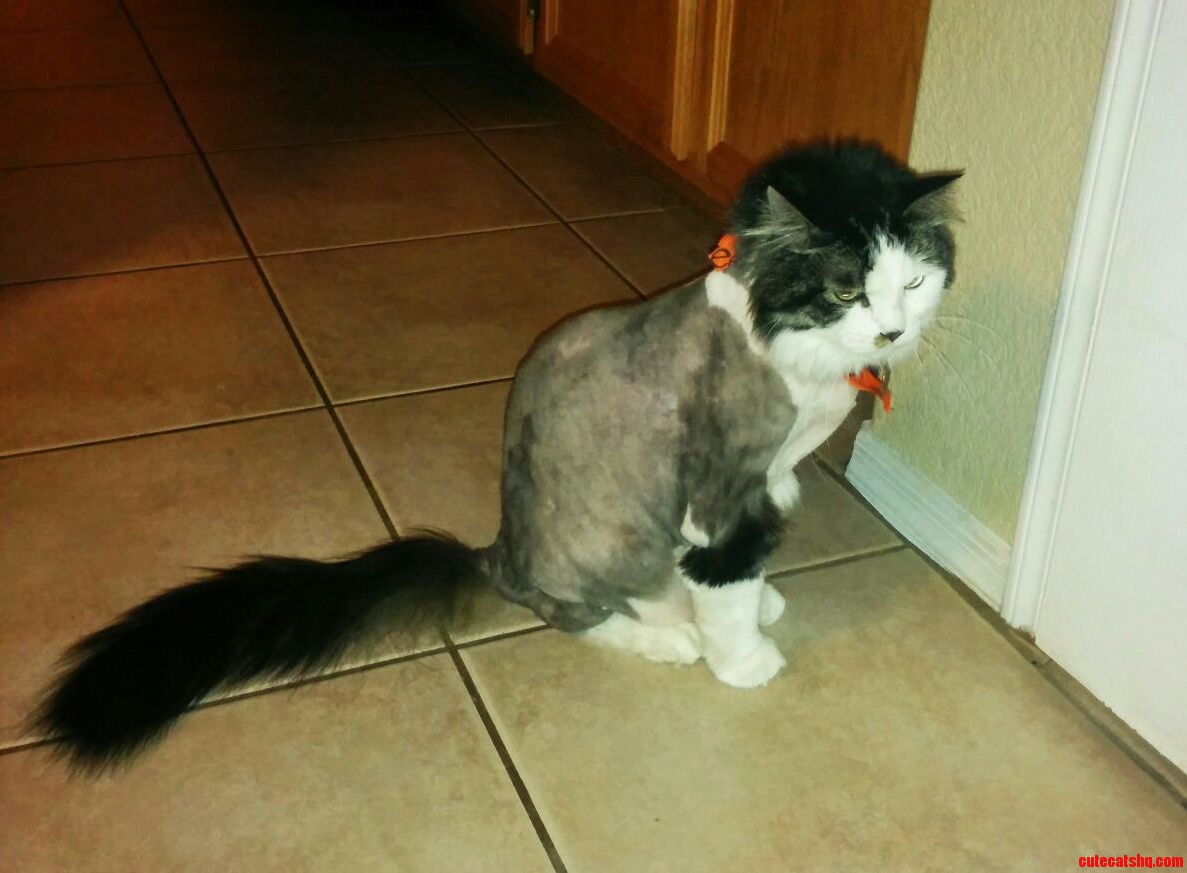 Rocky Is Not Happy with His Haircut...