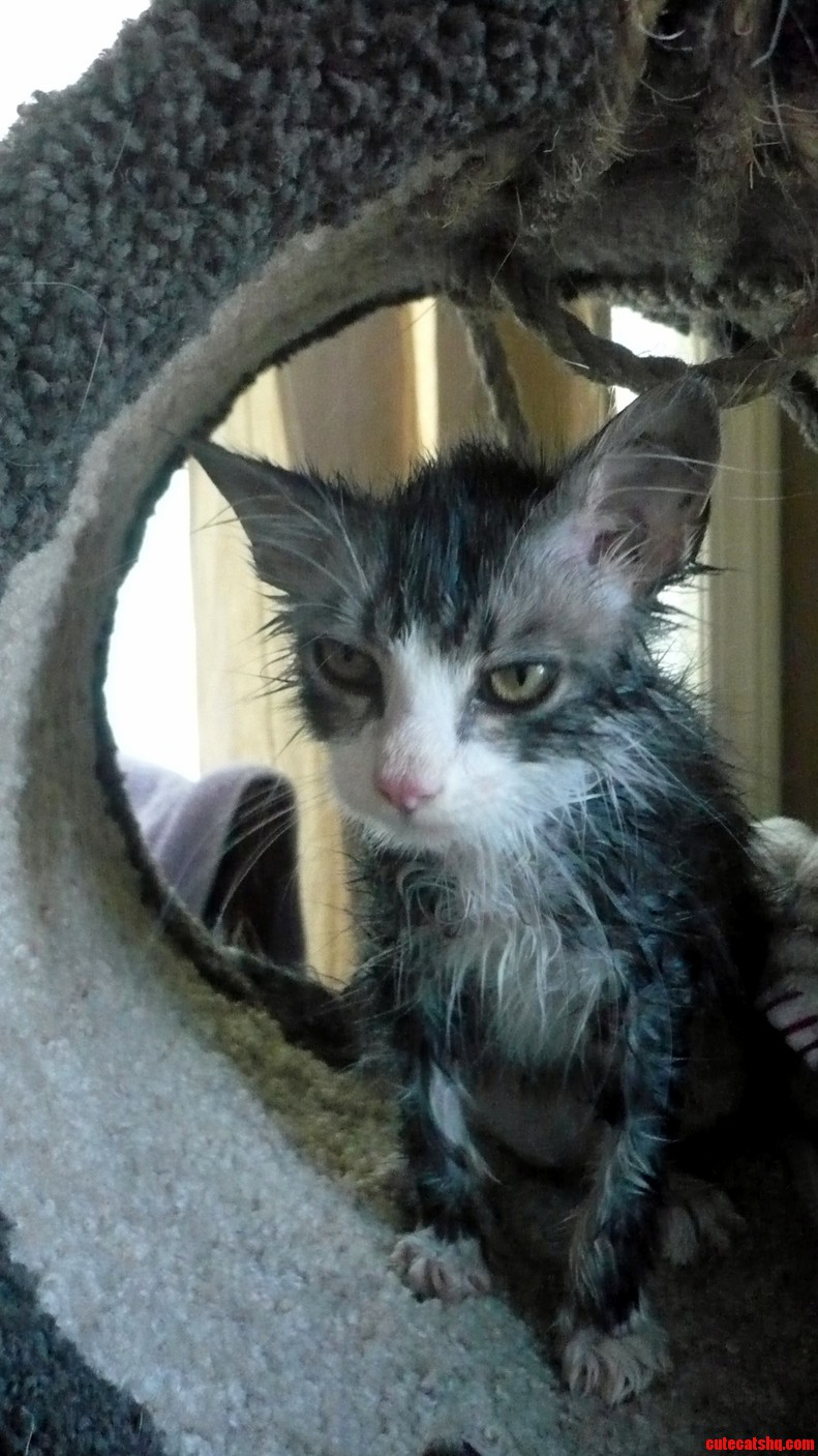 Rotten Is Definitely Not a Fan of Baths.