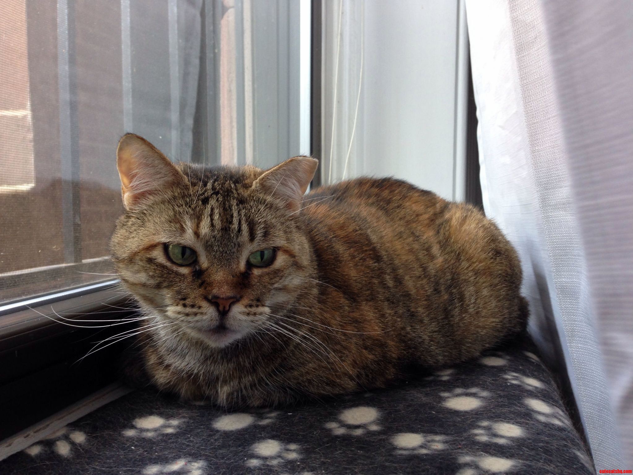 Roxycat Is a Fuzzy.