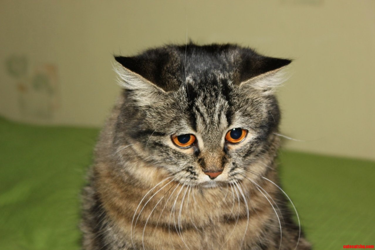 Sad Cat