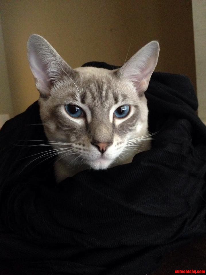 Sagwas Glamour Shot.