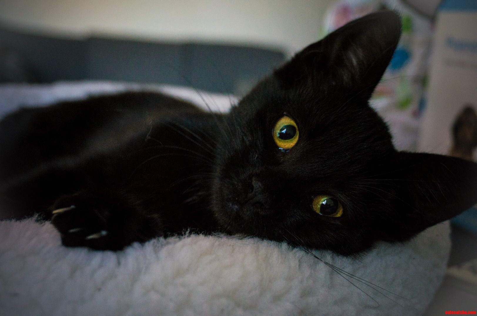 Saved a Kitten My First Kitten Ever. Rcats Got Any Tips for a Newbie