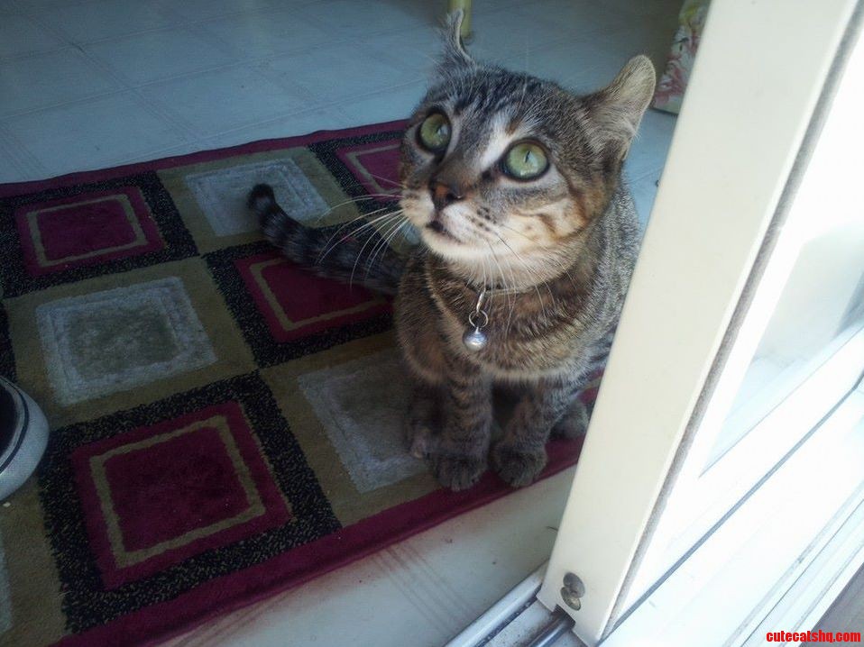 Say Hello to Bobcat My Parents New American Curl Kitten.