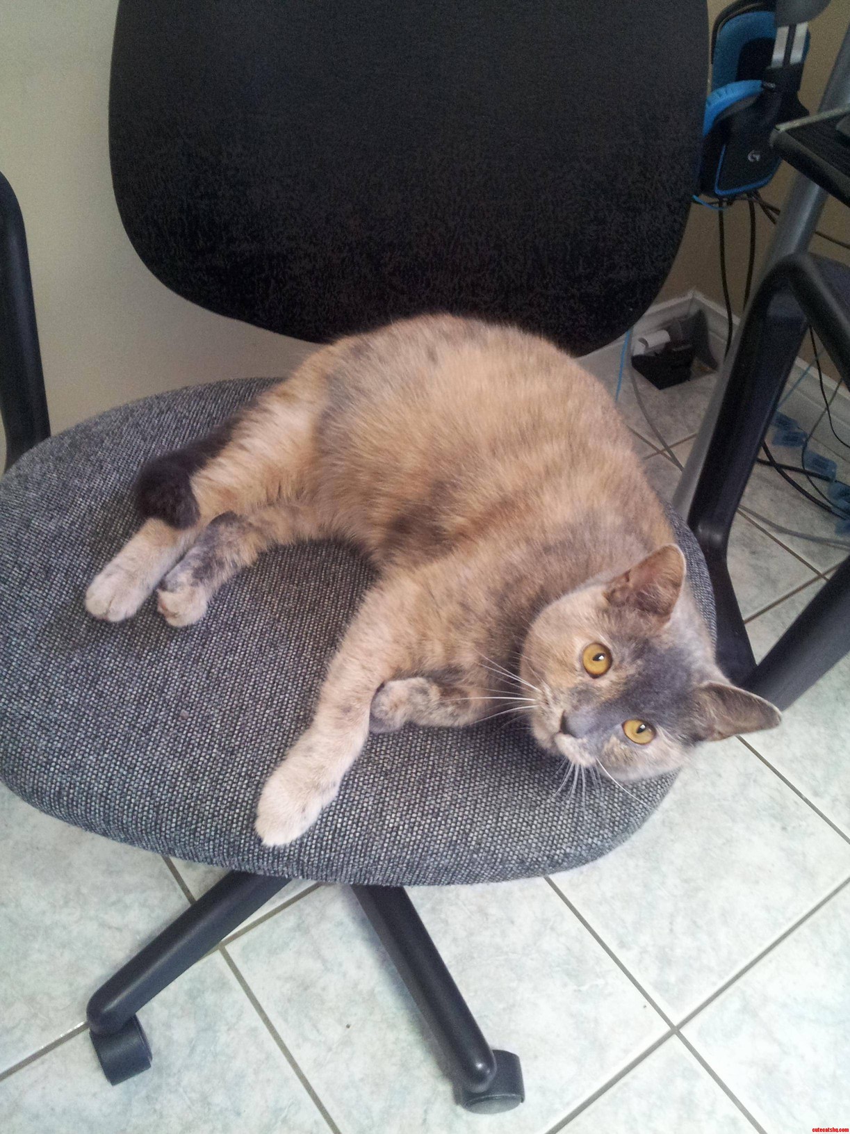She Doesnt Like the Attention I Give My Computer