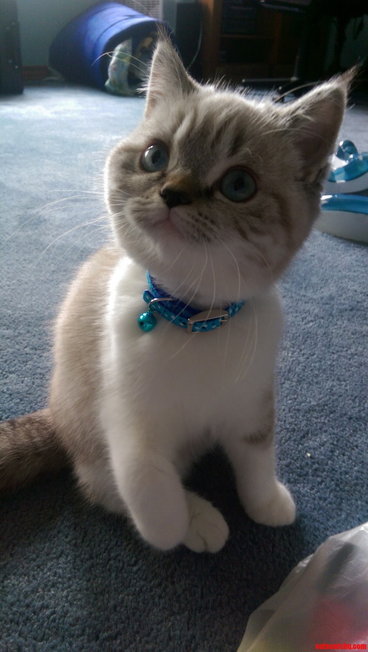 She Looks Like a Munchkin