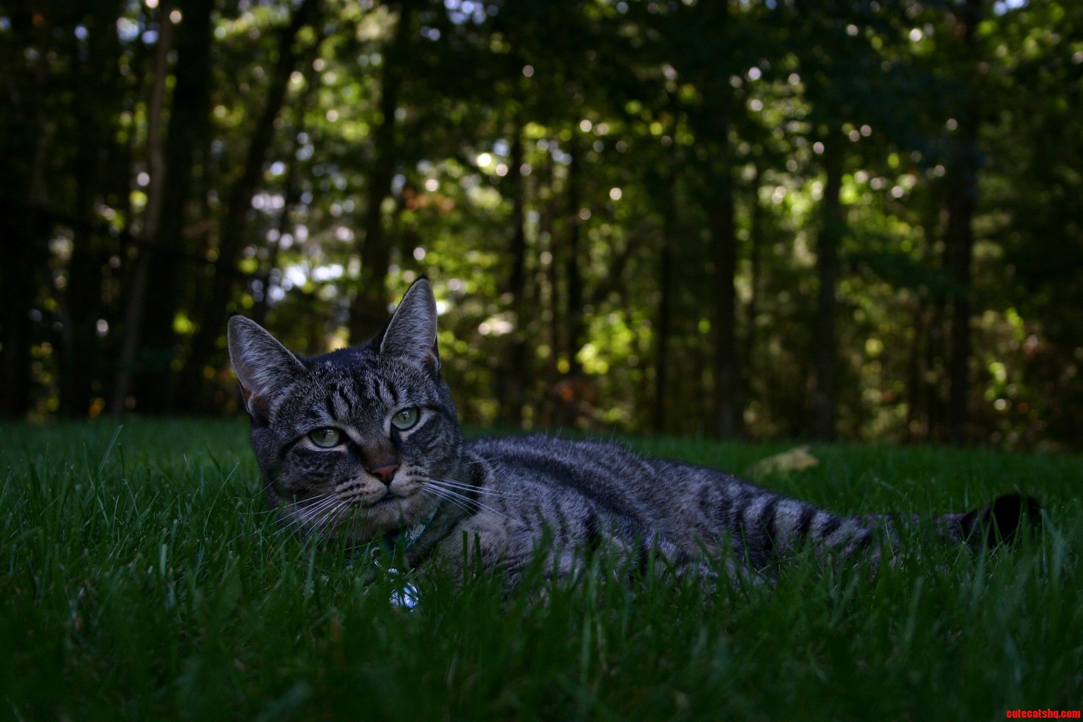 She Loves Laying in the Grass