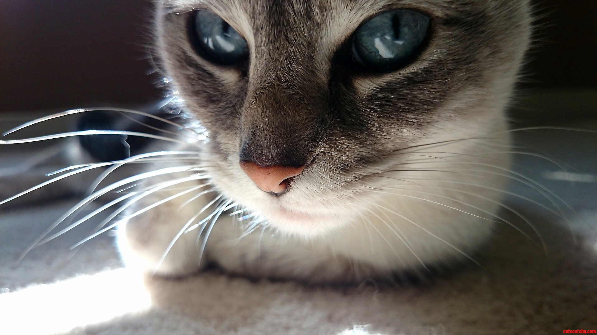 She Loves Laying in the Sunshine