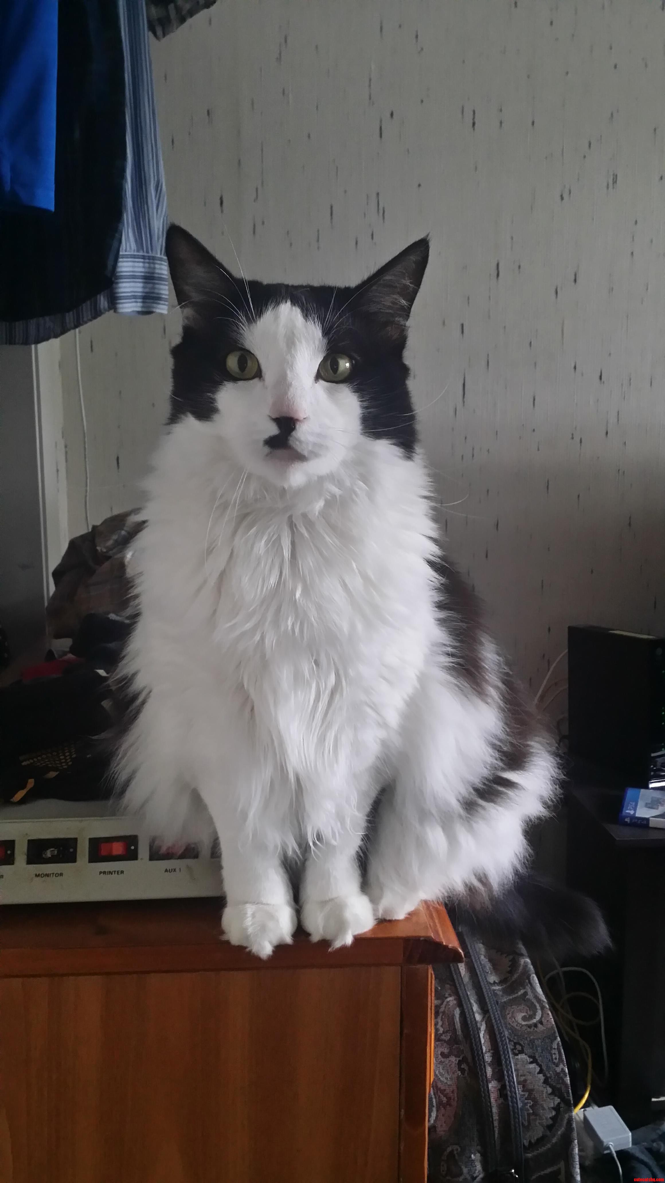 She Stares at Me Like This Until I Pet Her.