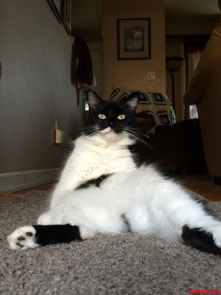 Since Loves Cats So Much I Thought ID Share My Majestic Kitty That Had Half a Milk Moustache