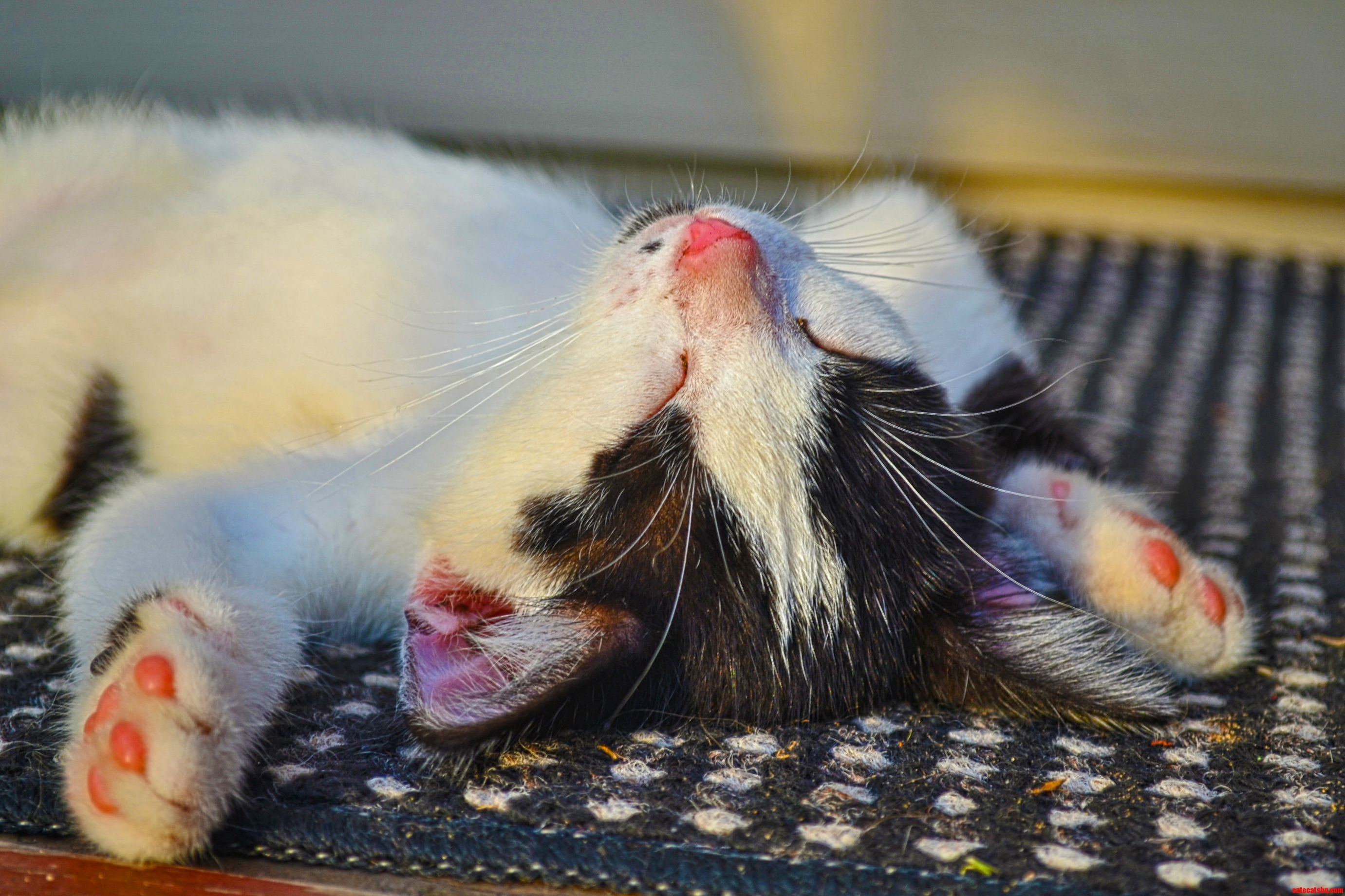Sleepy Kitten Is Sleepy