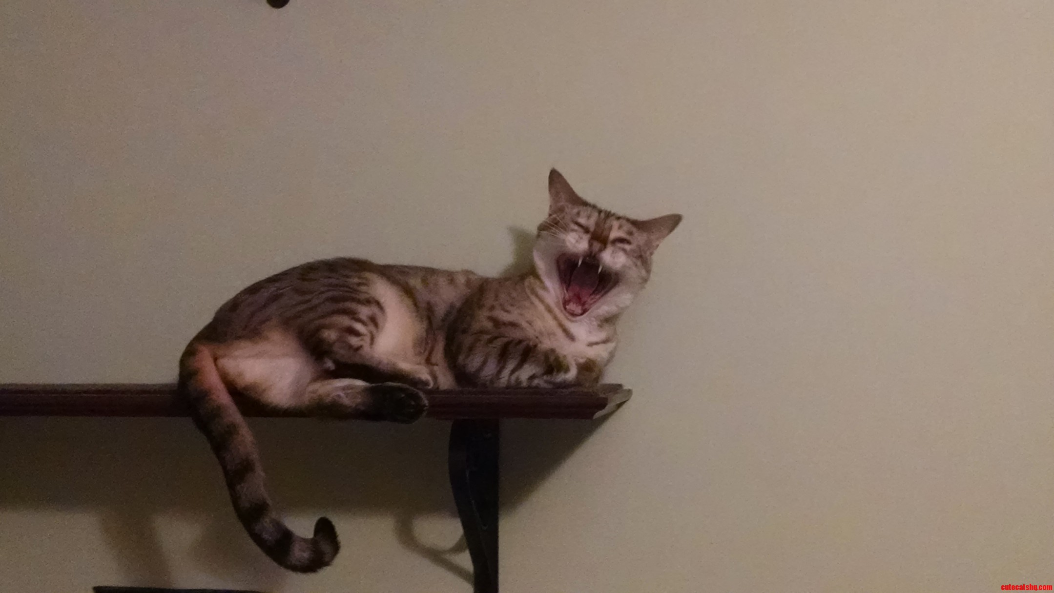 Sleepy Kitty