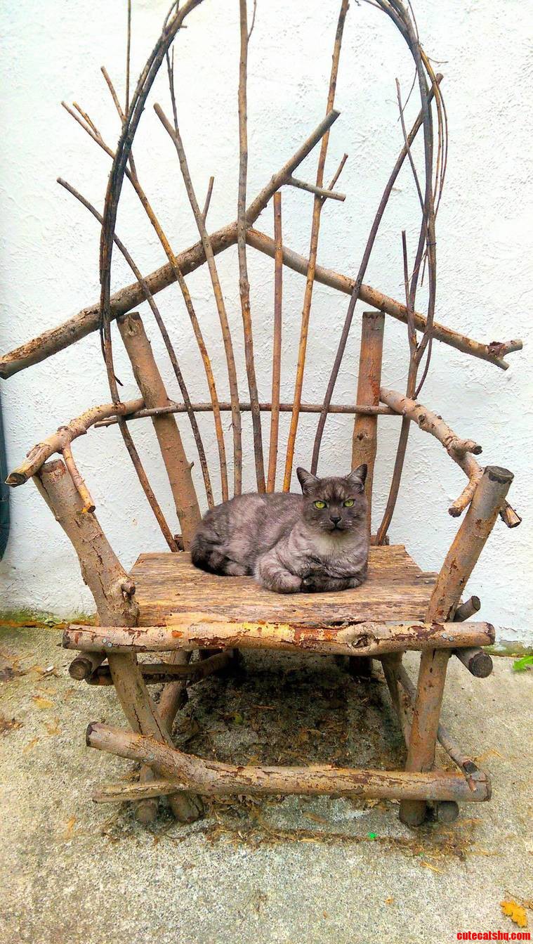 Smokey on His Throne Our Outdoor Cat