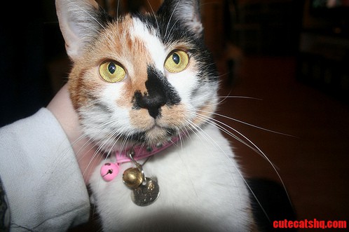 Smudge