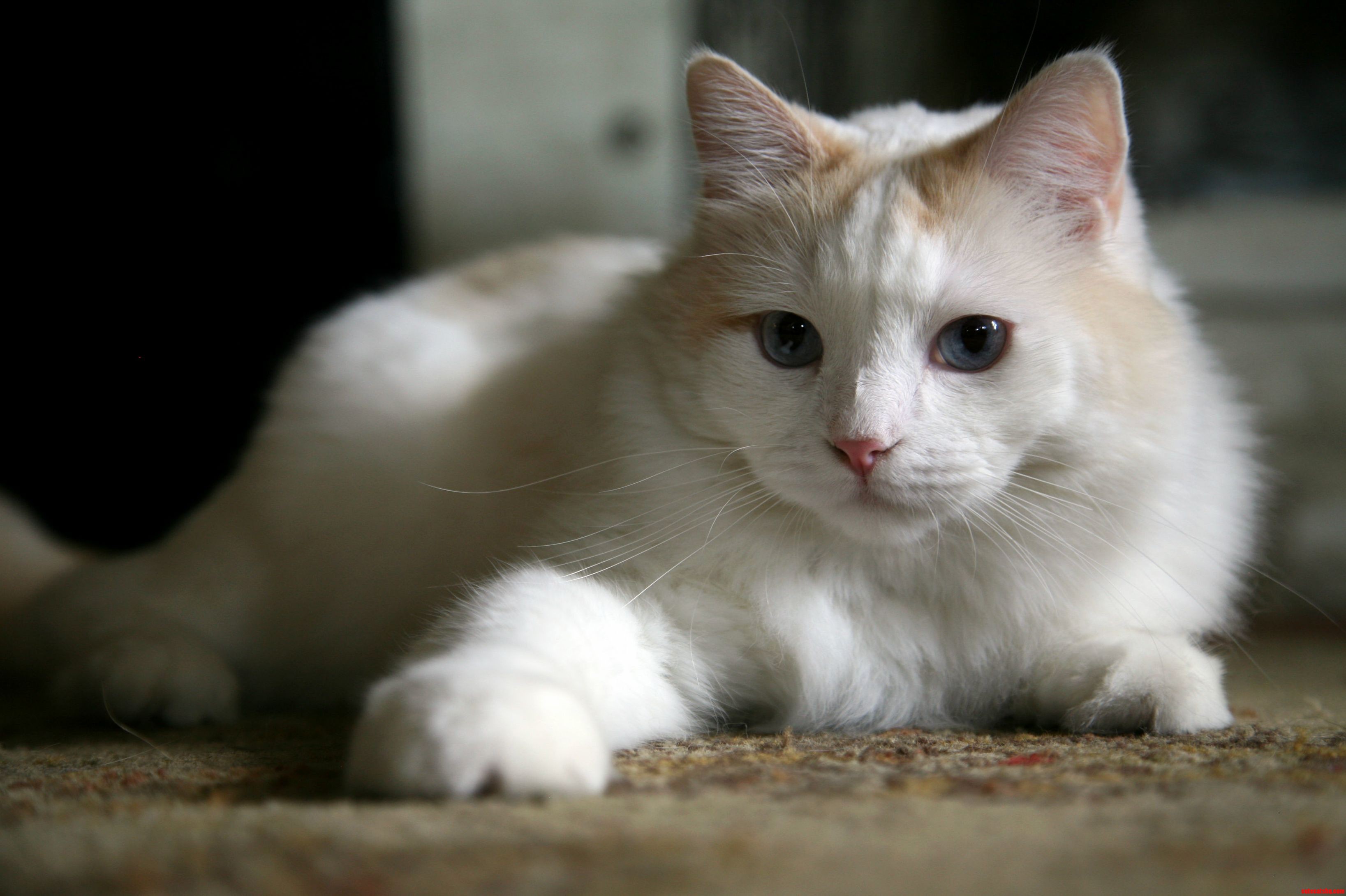 So Fluff
