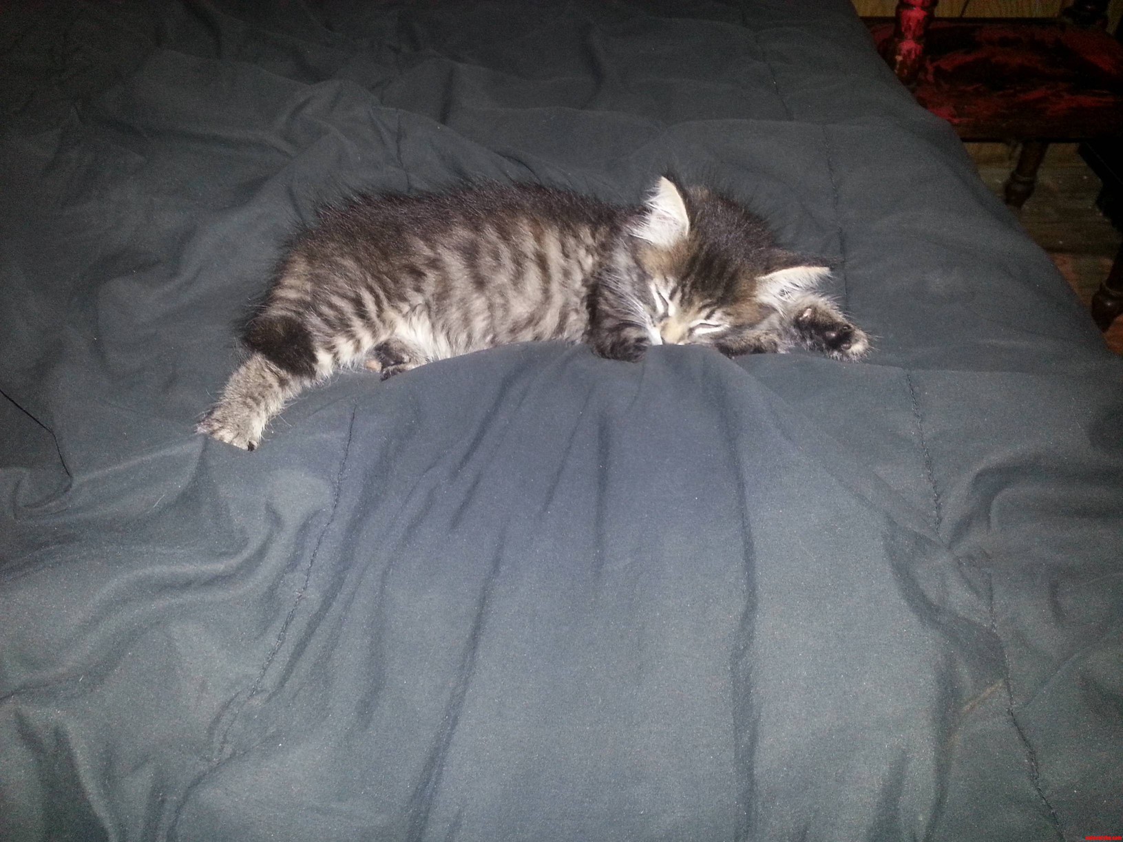 So Tiny and Cute Ugh