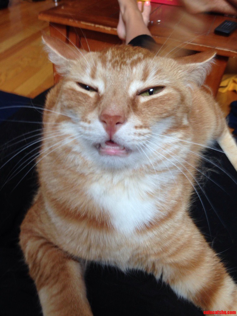 Someone Got Into the Catnip