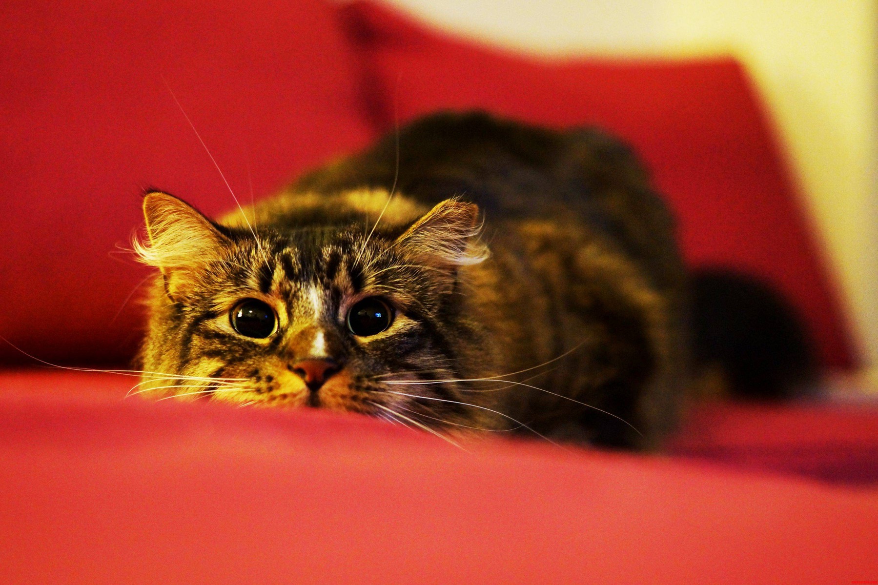 Sound the Alarms Pounce Imminent