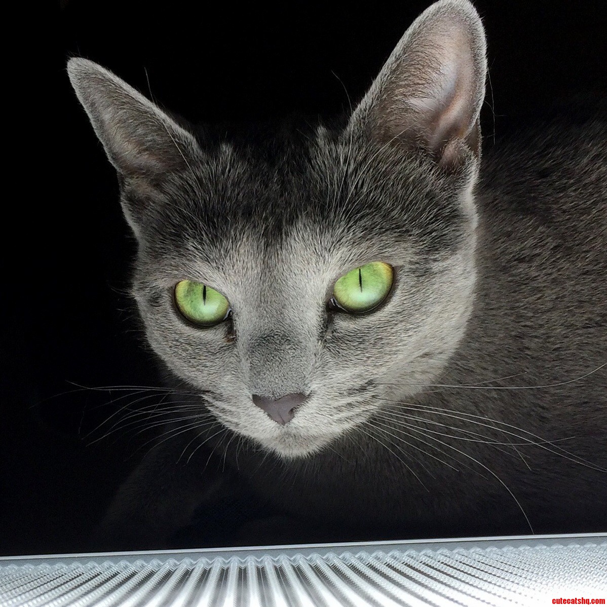 Space Cat