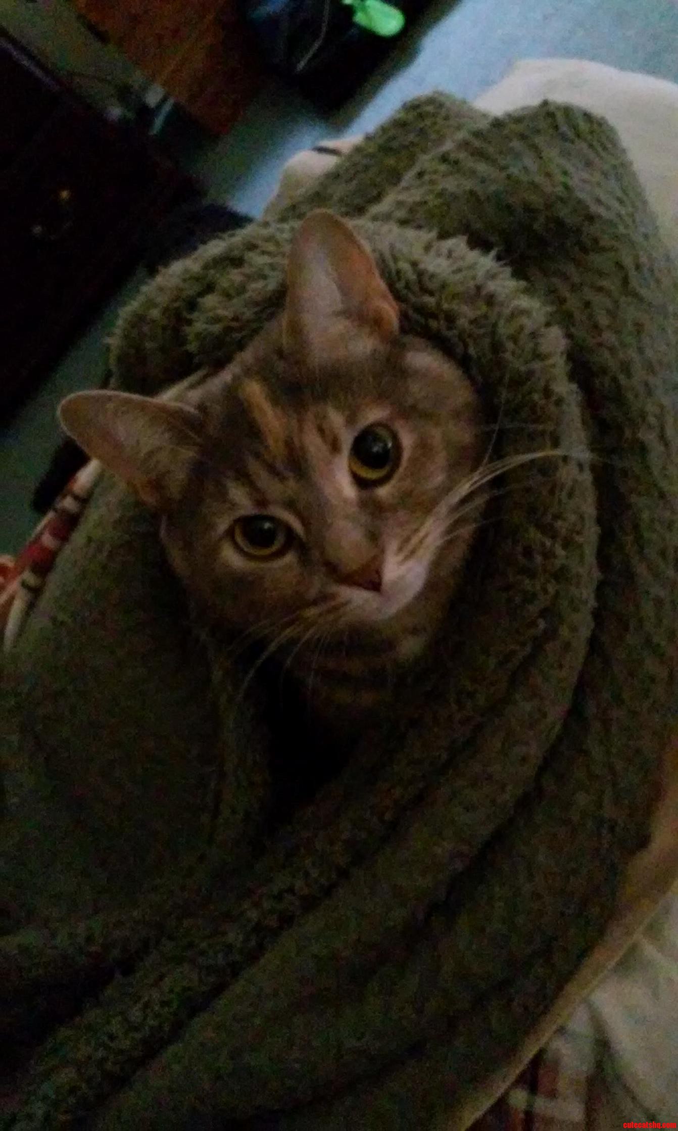 Squeak Loves Her Green Blanket. She Always Loves a Good Cave.