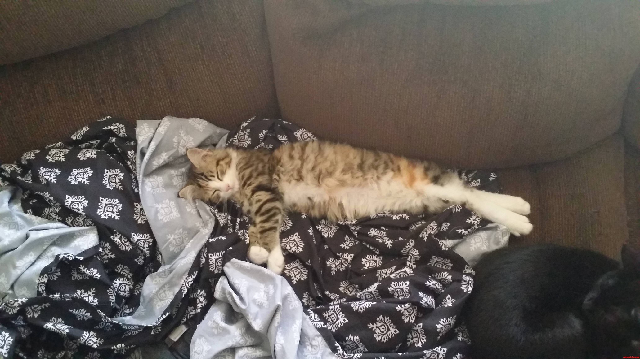 Stopped Playing Xbox for a Bit..looked Over and Saw Molly Stretched Out Relaxin