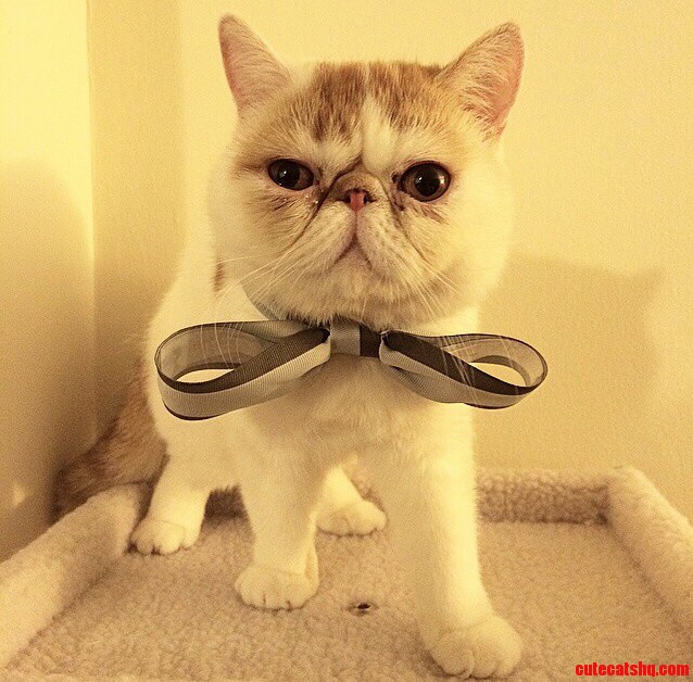 Taco in His Sunday Best.