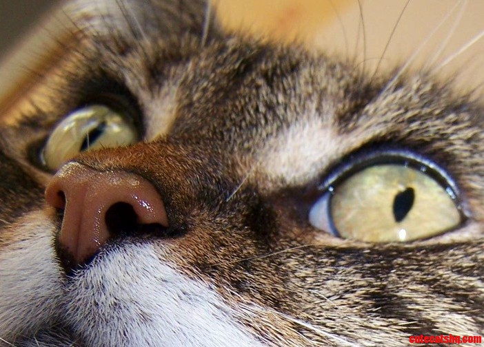 Tammy Has a Wet Nose.