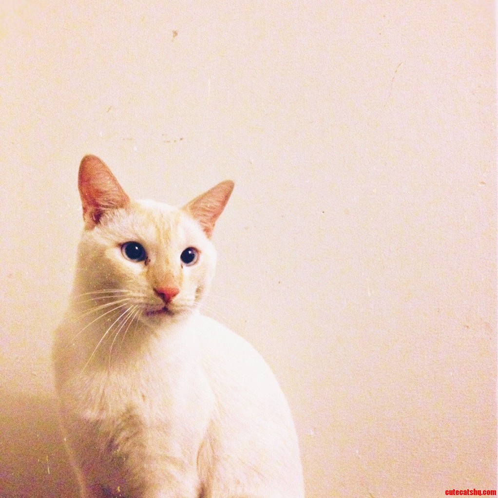 The Always Dashing Lieutenant Archie Bawld