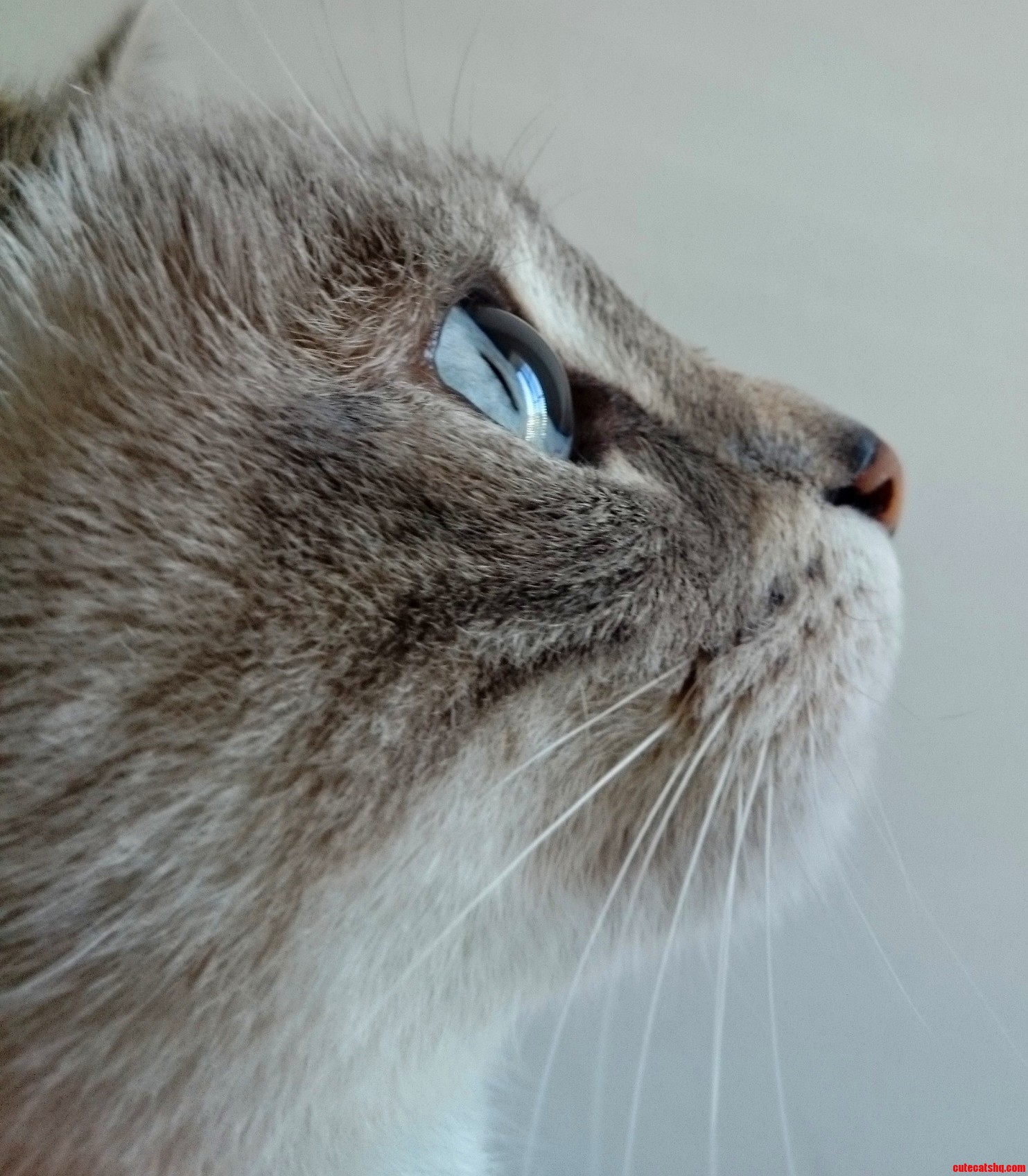 The Birds at the Window Have Her Full Attention