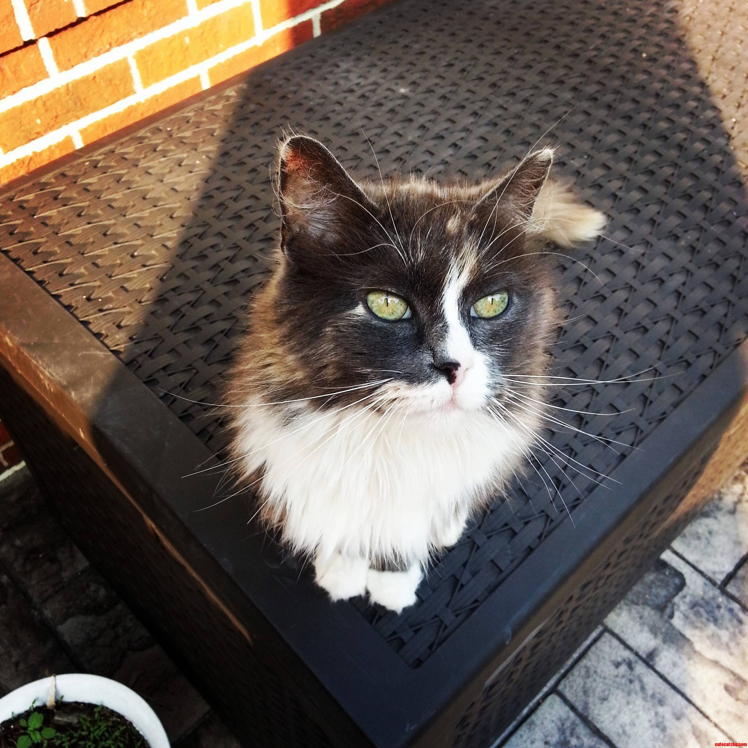 The Cat We Adopted 7 Years Ago Jinger.