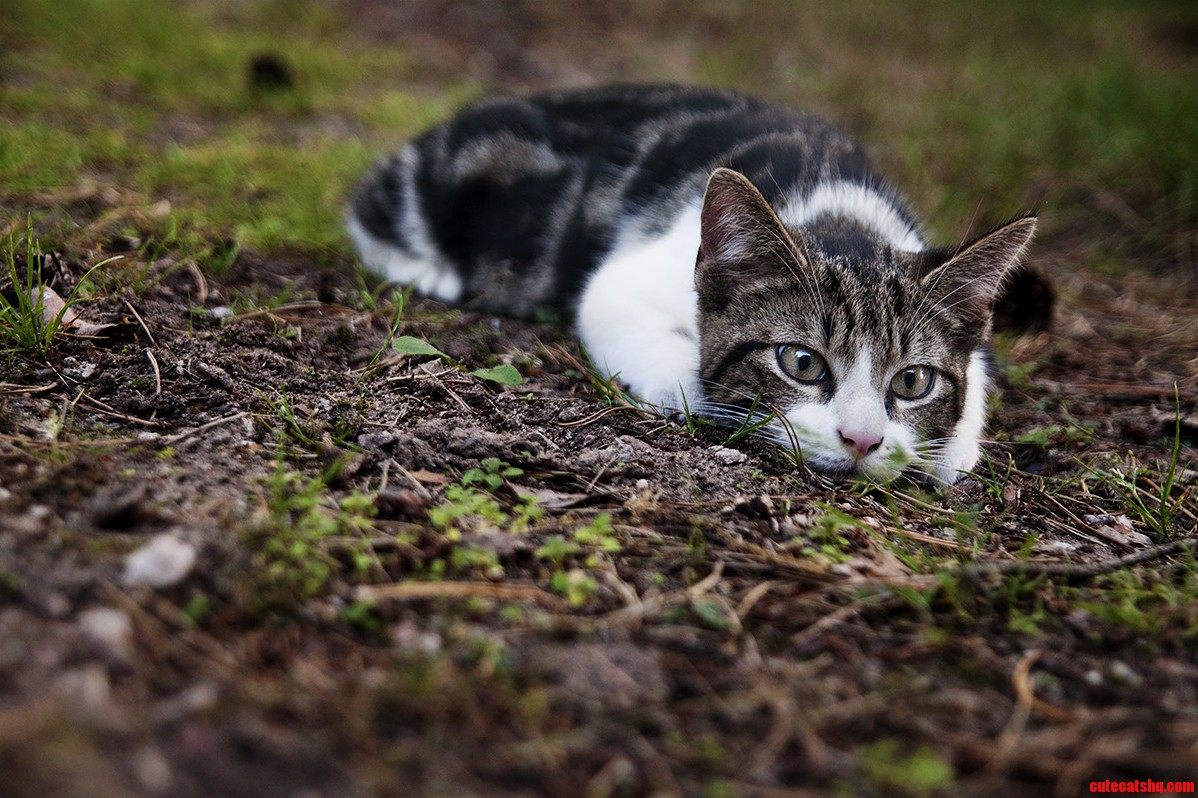 The Mighty Hunter Stalks His Prey.