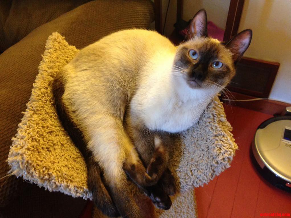 The Queen of the House Atop Her Perch. Meet Mali.