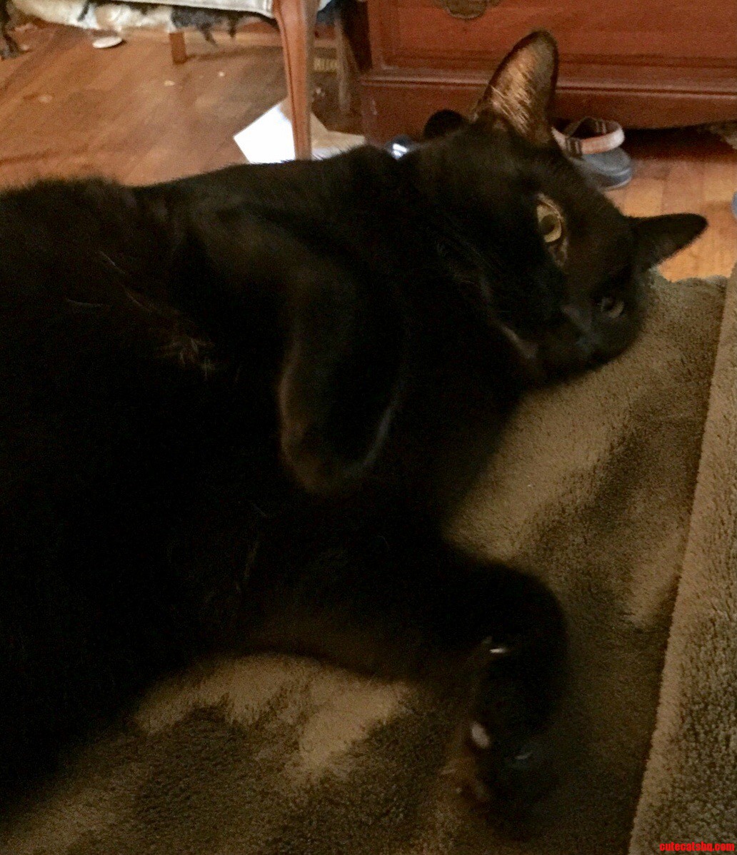 The Saga of Sweet Pea at Rest Between Bouts of Destruction