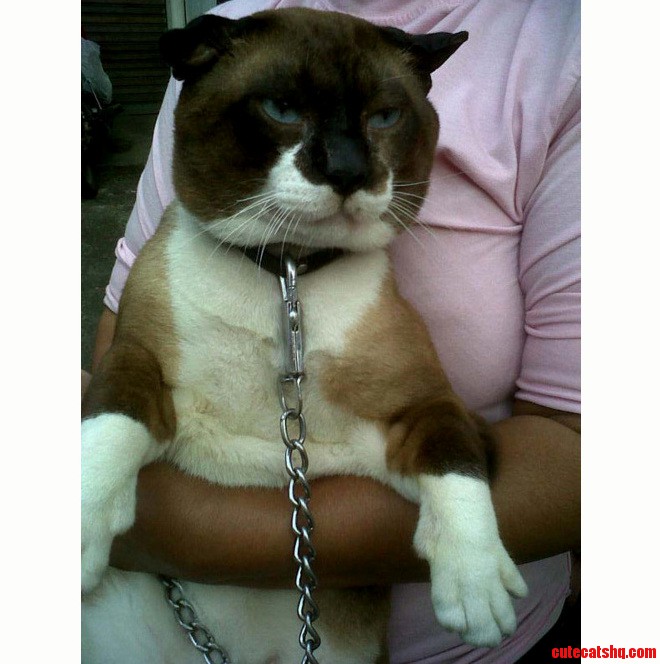 This Cat Looks Like a Mix Between a Cat and a Pitbull. Its Huge