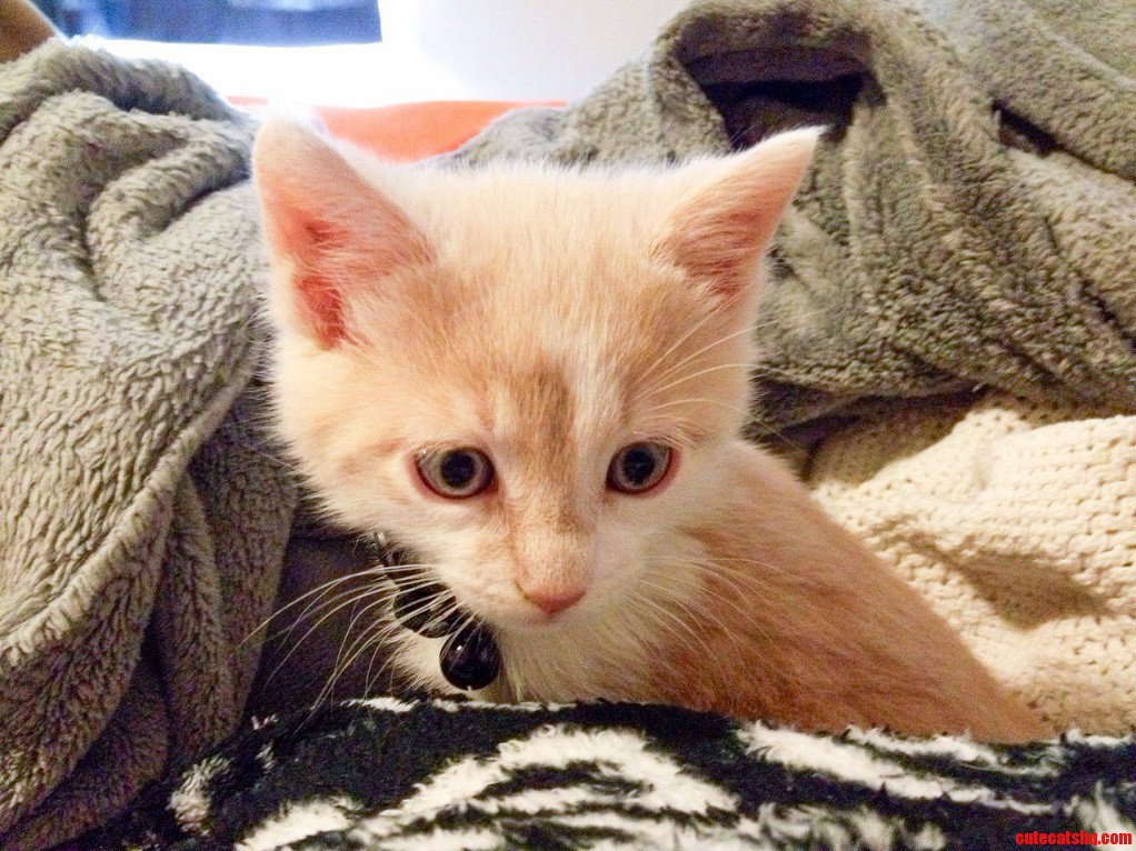 This Hermes. He Is a Cuddle Monster.
