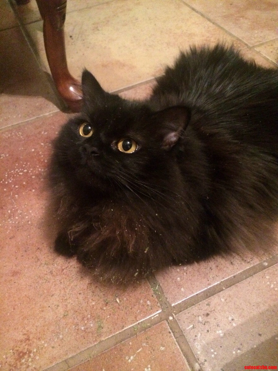 This Is Coco Patiently Waiting for More Catnip