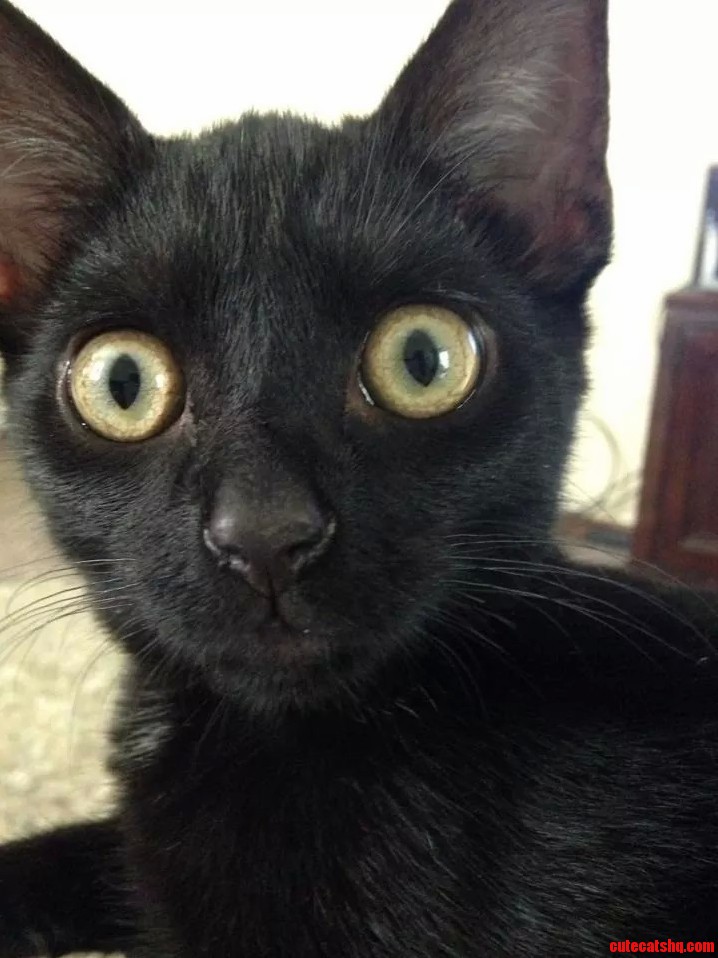This Is Dale. He Is My Friends Kitten.