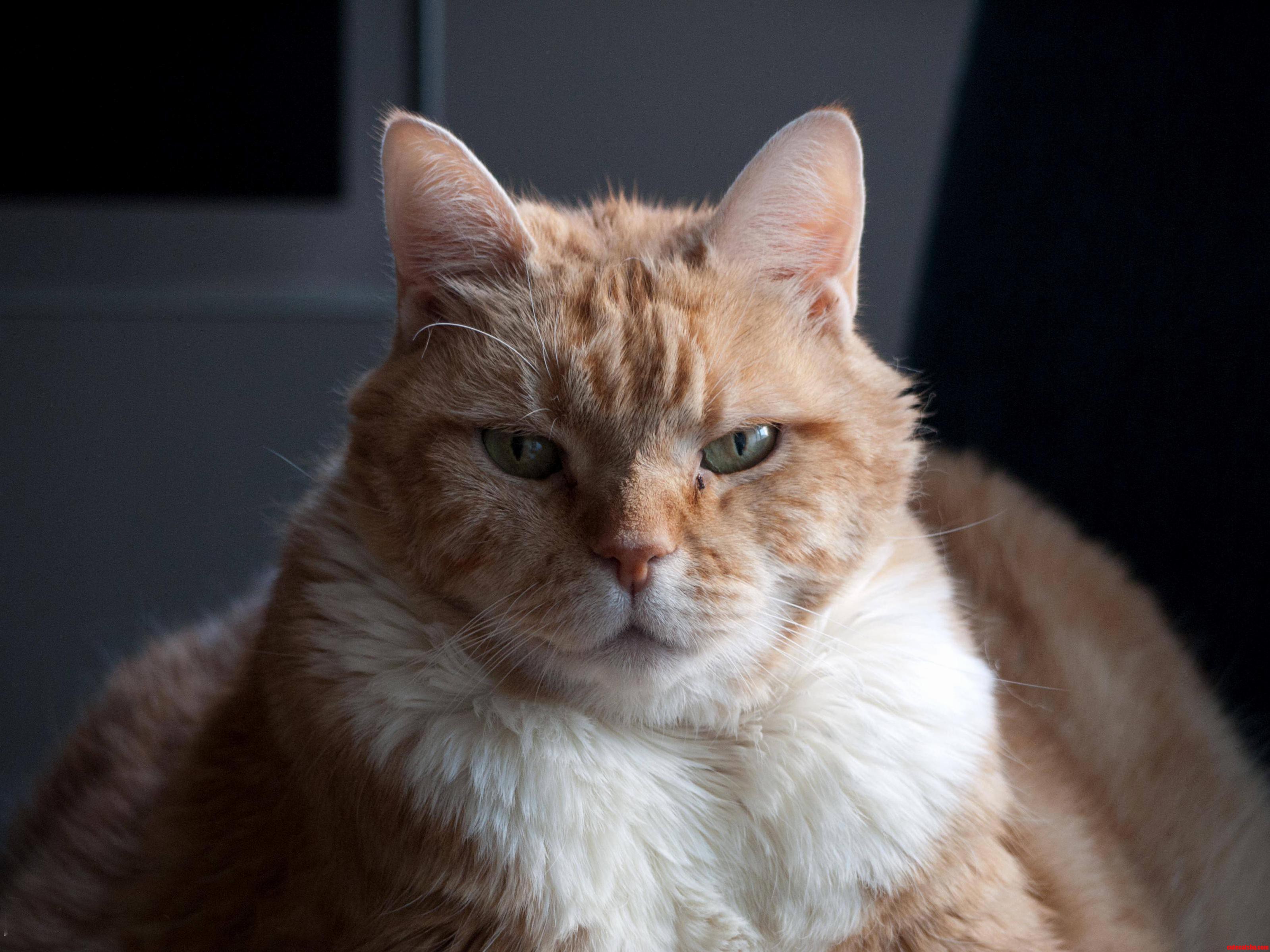 This Is Doc. Whenever I See This Picture All I Can Think About Is That He Looks Like a Pimp.