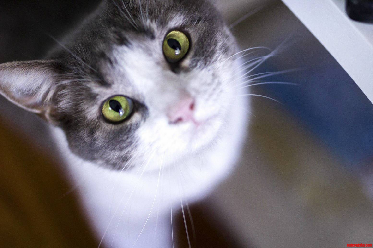 This Is Dumpling. but We Call Her Dummy.