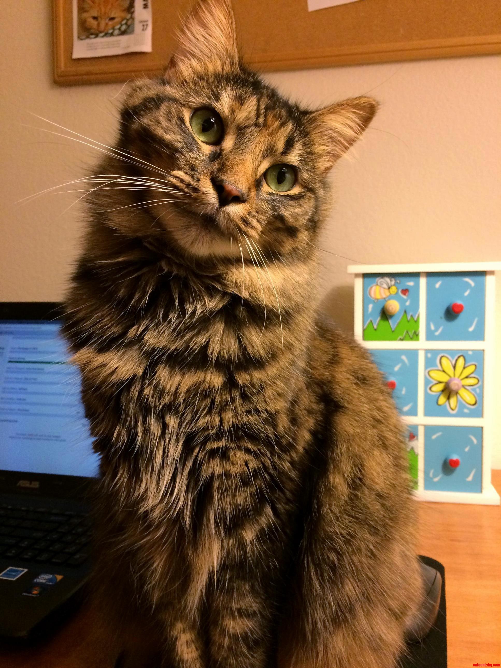 This Is Elby She Just Turned 3