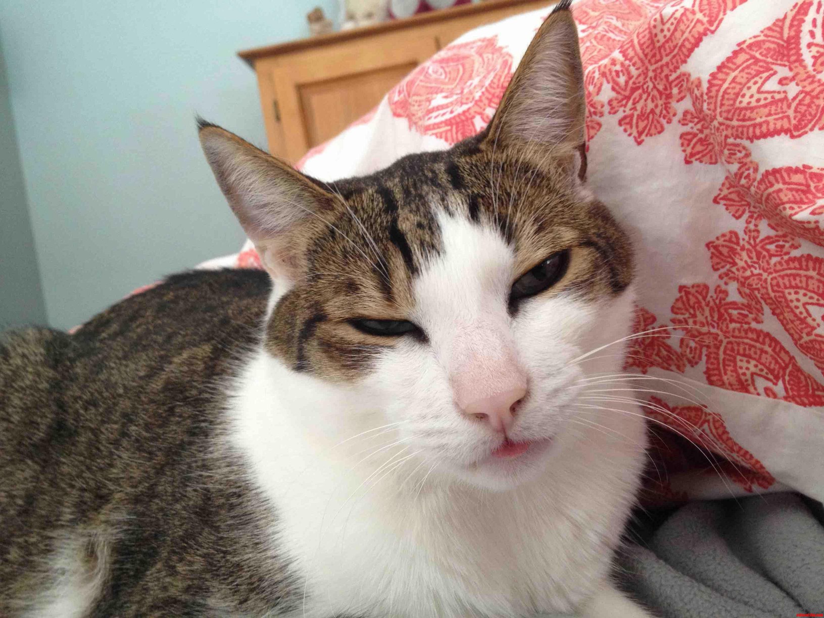This Is Frodo. He Is Glaring and Sticking His Tongue Out at Me.