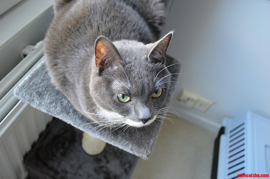 This Is Fungus the Kittyloaf I Recently Adopted from the Shelter