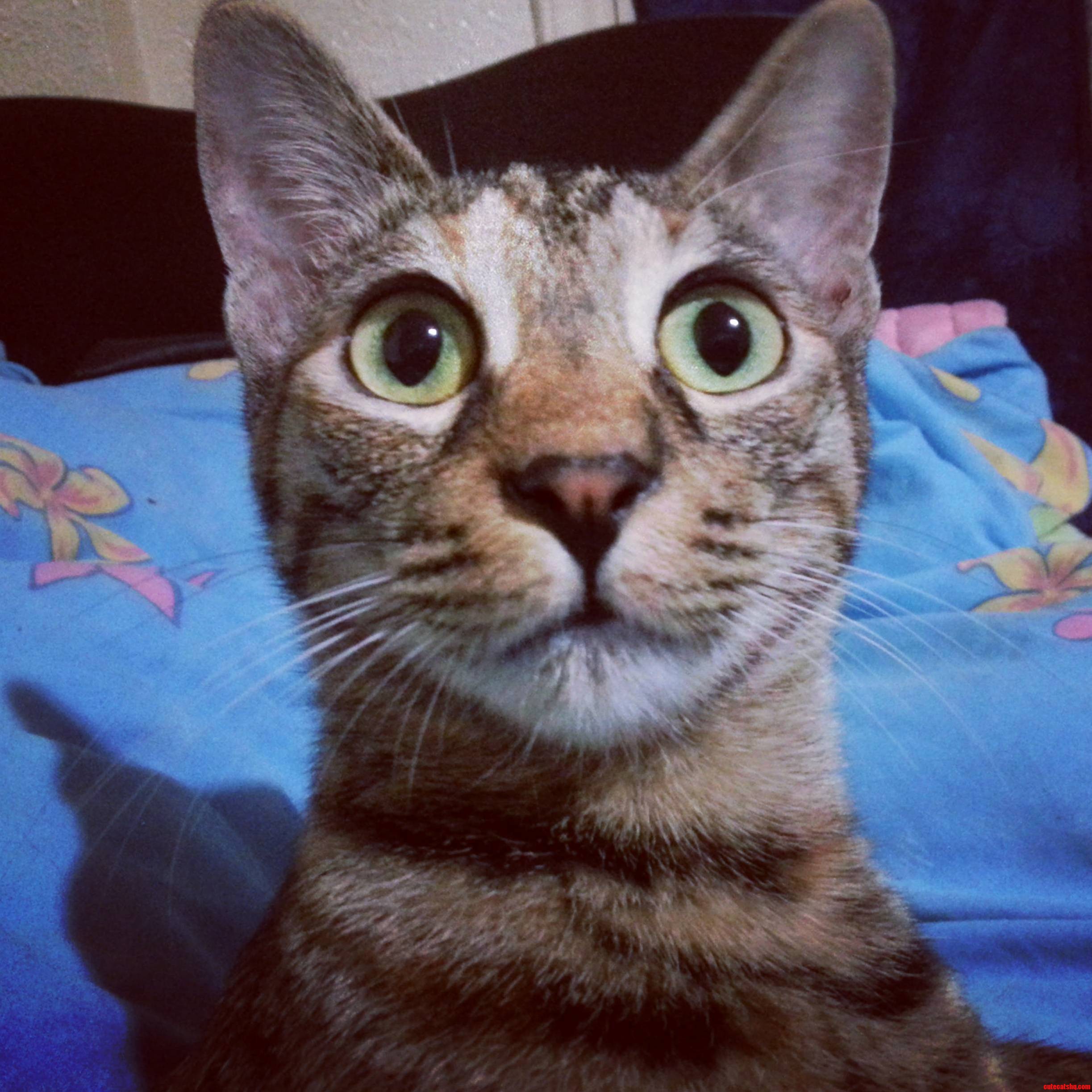 This Is How My Cat Hypnotized Me. Im Now Her Slave.