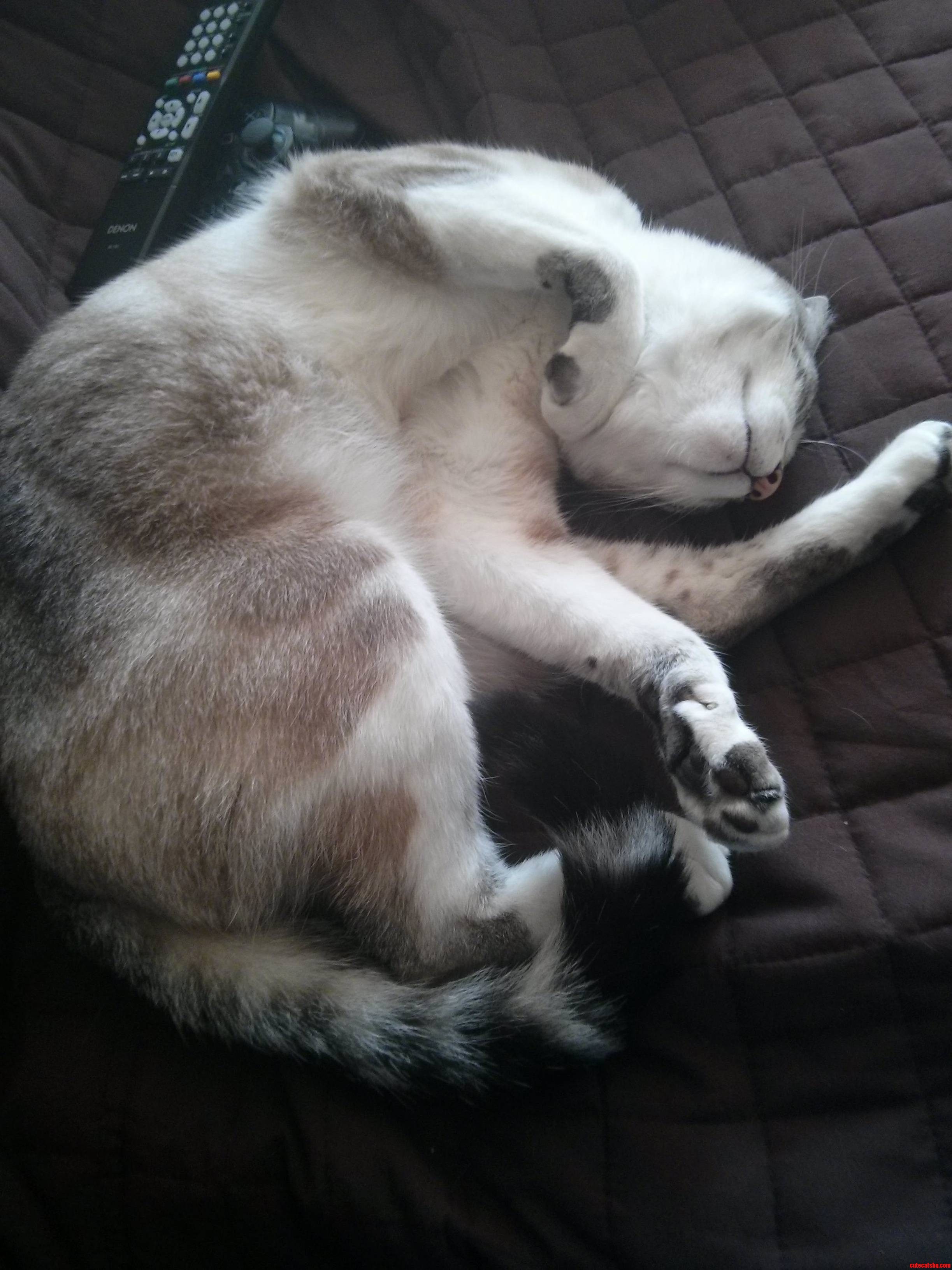 This Is How My Cat Slept Today