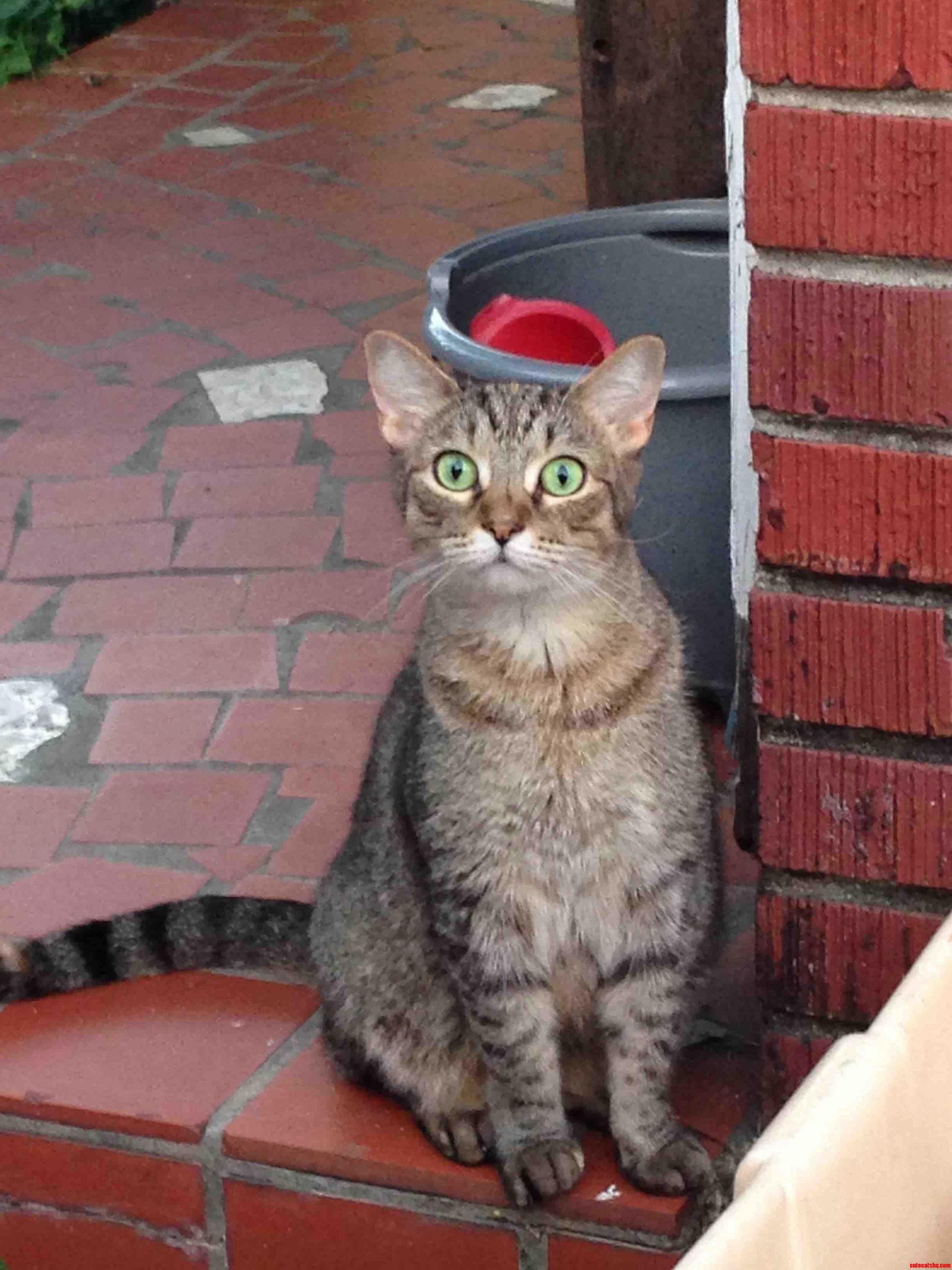 This Is Jewpitur. Shes Always Intrigued to Be Outside.